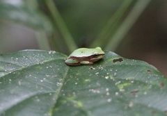 Hyla annectans
