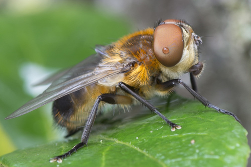 Phasia hemiptera nuotrauka