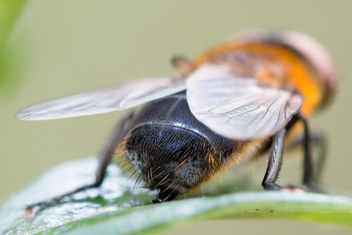Phasia hemiptera nuotrauka