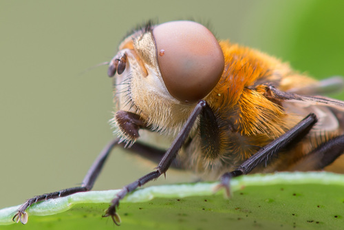 Phasia hemiptera nuotrauka