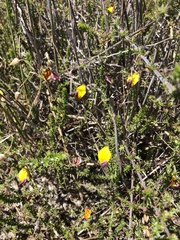Aspalathus retroflexa bicolor