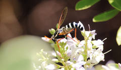 Mitrodetus dentitarsis