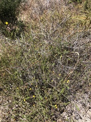 Aspalathus retroflexa bicolor