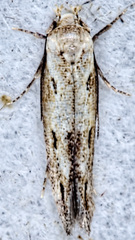 Mompha brevivittella
