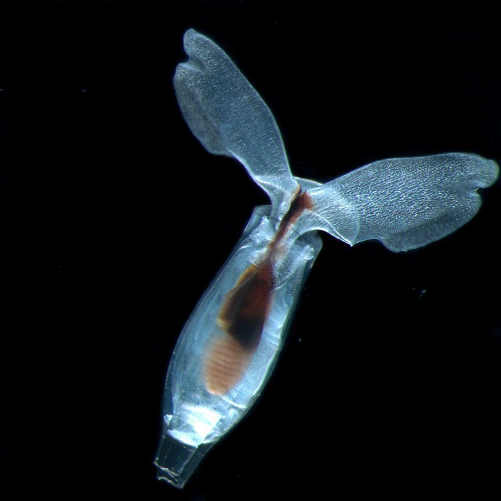Sea Butterflies
