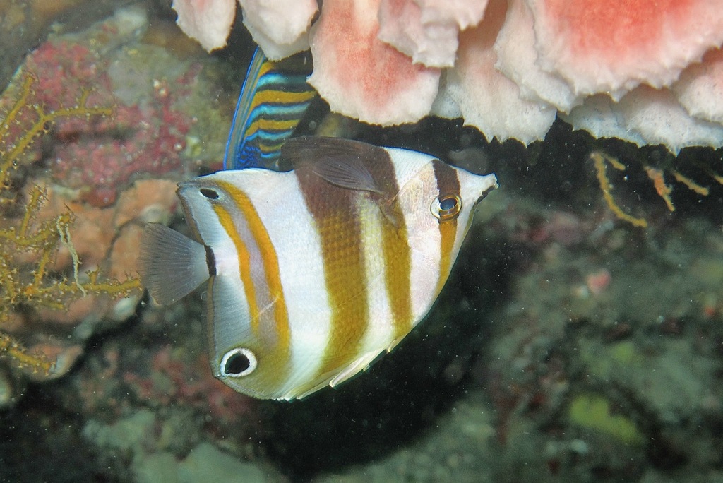 Twospot coralfish (Coradion melanopus) — Chaetodontidae
