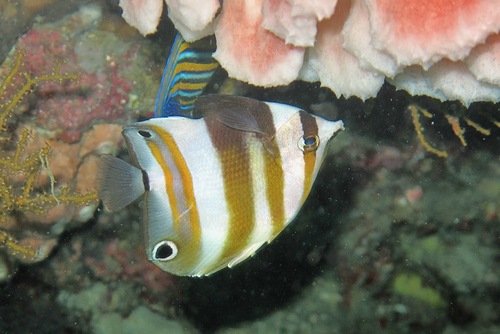 Twospot coralfish (Coradion melanopus) — Chaetodontidae