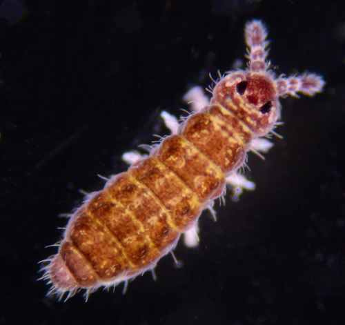 Representative image of Hypogastrura manubrialis