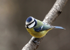 Cyanistes caeruleus