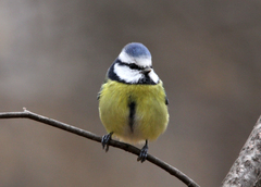 Cyanistes caeruleus