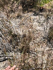 Pentameris airoides airoides