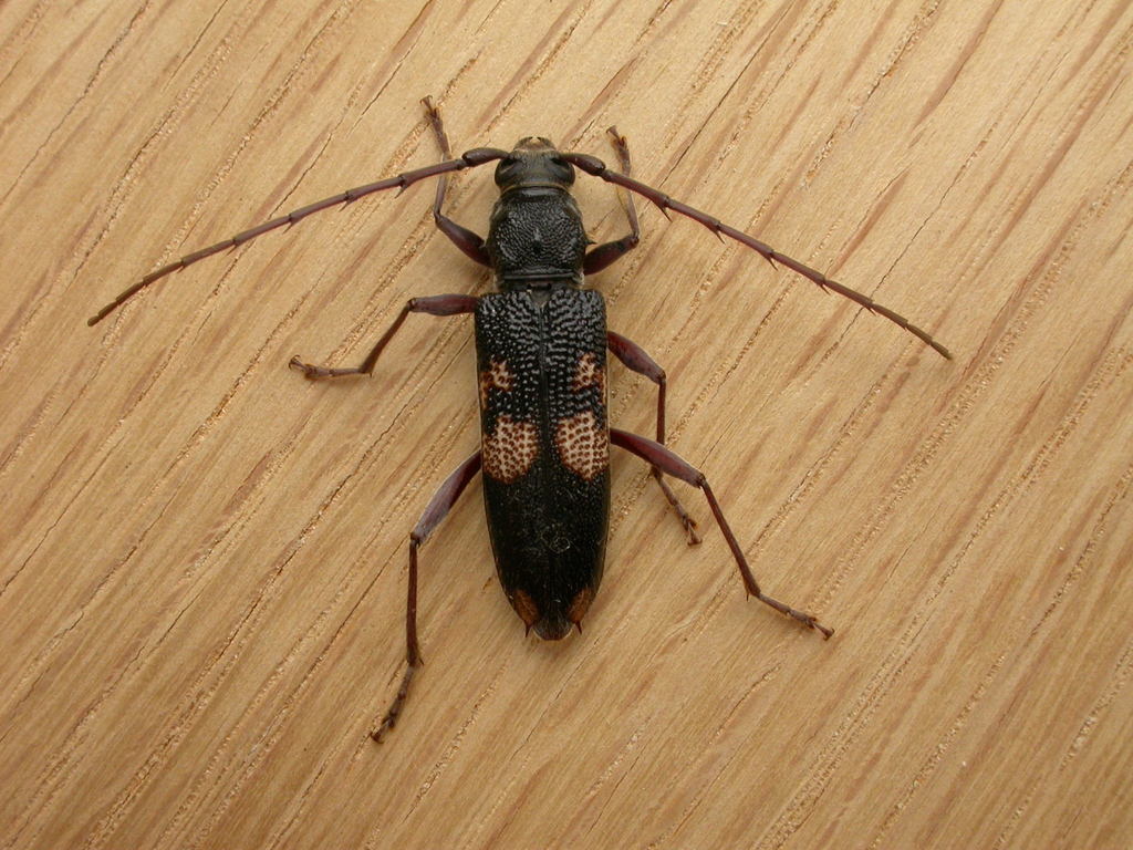 Phoracantha punctata