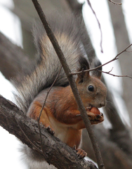Sciurus vulgaris