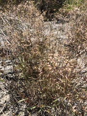 Pentameris airoides airoides