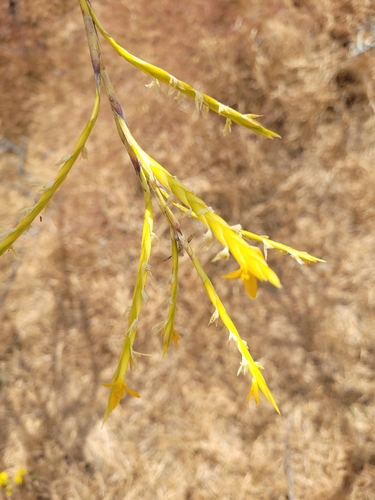 Tillandsia disticha, photograph 1