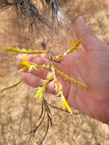 Tillandsia disticha, photograph 2