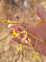 Tillandsia disticha, photograph author not stated, no rights reserved
