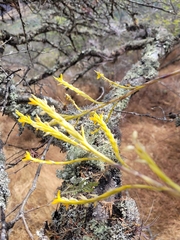 Tillandsia disticha, photograph author not stated, no rights reserved