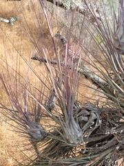 Tillandsia disticha, photograph author not stated, no rights reserved