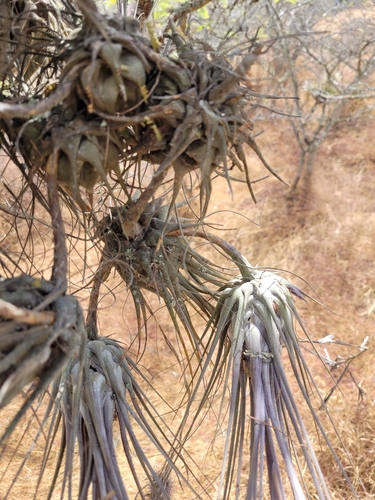 Tillandsia disticha, photograph 6