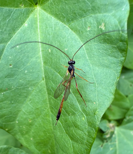 Ichneumonid Wasps