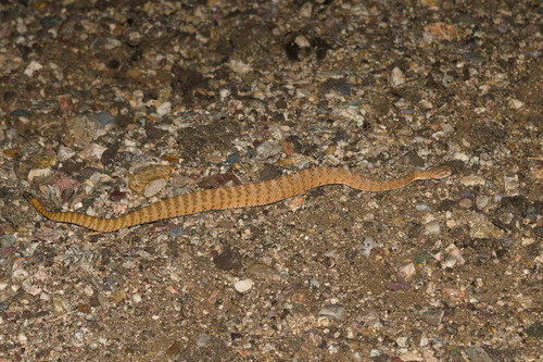 Tiger Rattlesnake