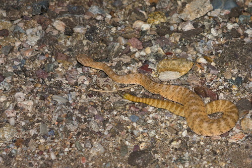 Tiger Rattlesnake