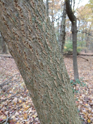 Phellodendron amurense