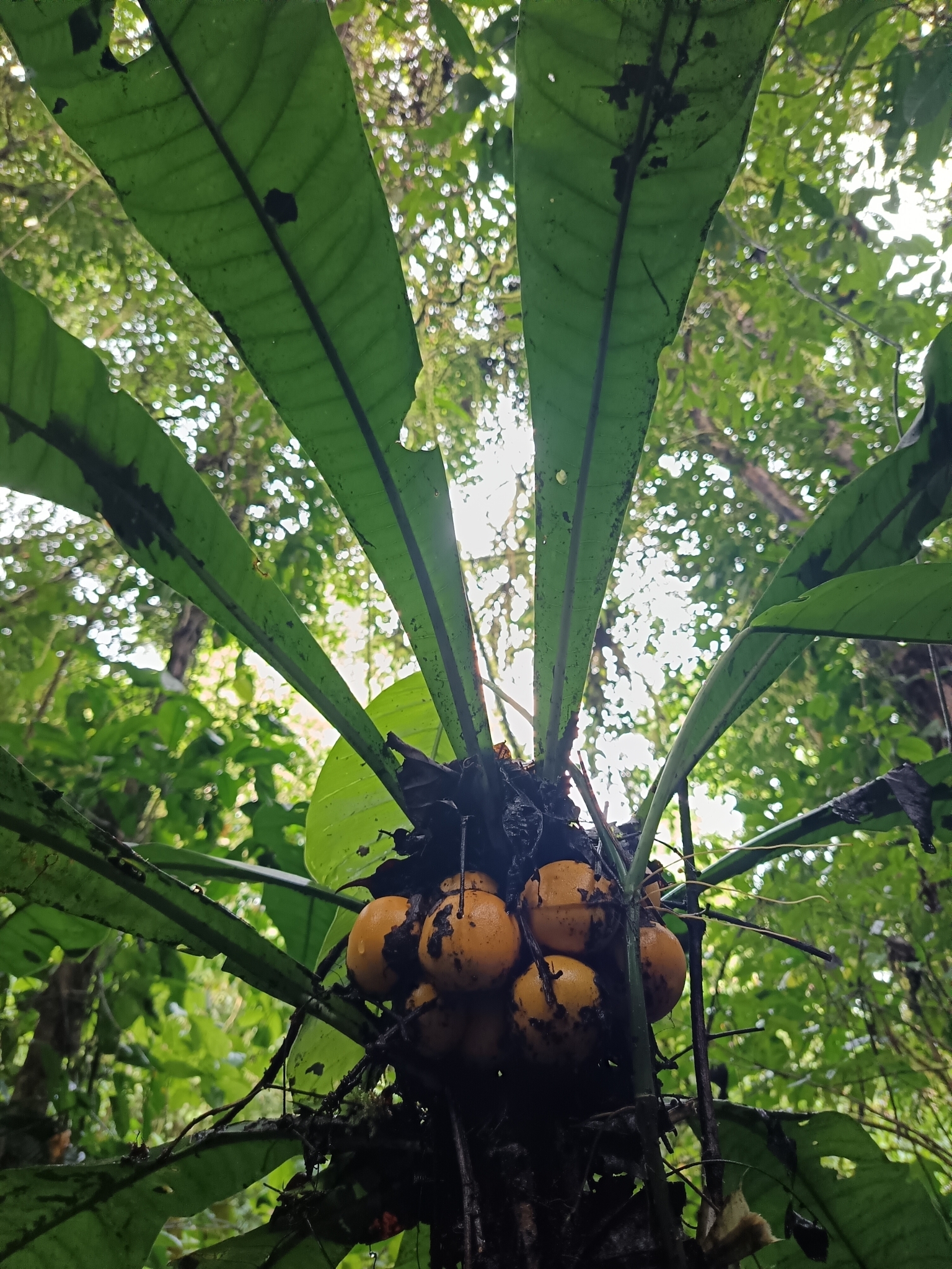 Clavija Costaricana (Clavija costaricana)