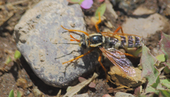 Mitrodetus dentitarsis