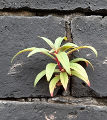 Chamaenerion angustifolium