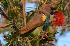 Poicephalus meyeri damarensis