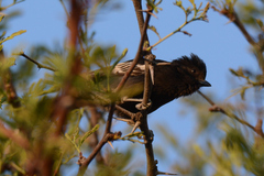 Melaniparus niger xanthostomus