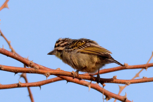 Yellow-fronted Tinkerbird