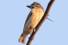 Pogoniulus chrysoconus