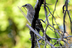 Turdoides hartlaubii