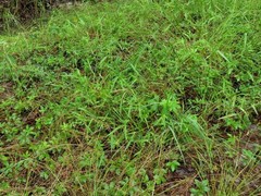 Dichanthelium longiligulatum