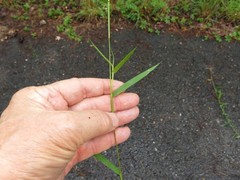 Dichanthelium longiligulatum