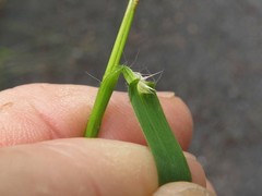 Dichanthelium longiligulatum