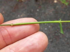 Dichanthelium longiligulatum