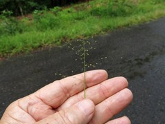 Dichanthelium longiligulatum