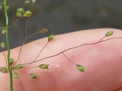 Dichanthelium longiligulatum