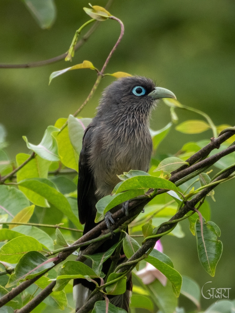 Blue-faced Malkoha