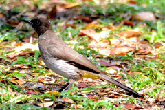 Pycnonotus barbatus tricolor
