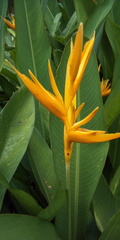 Heliconia