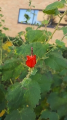 Malvaviscus arboreus