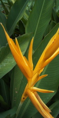 Heliconia