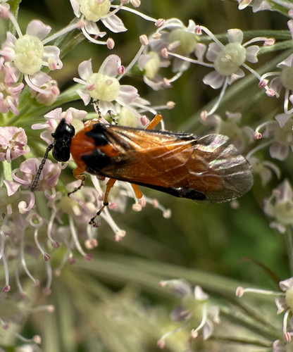 Turnip Sawfly