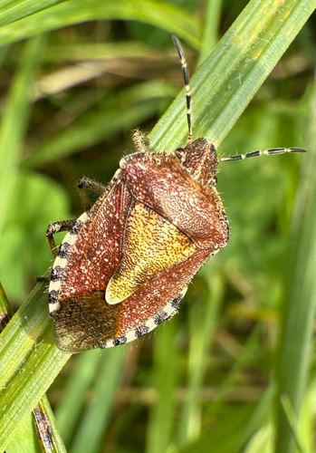 Sloe Bug