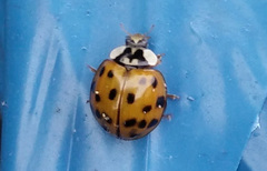 Harmonia axyridis